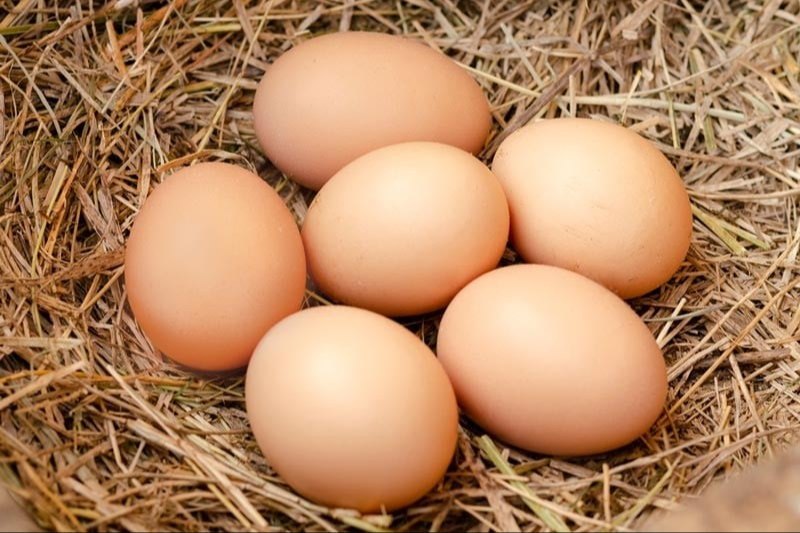 malhar orgo country hen eggs