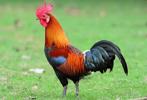 malhar orgo cock