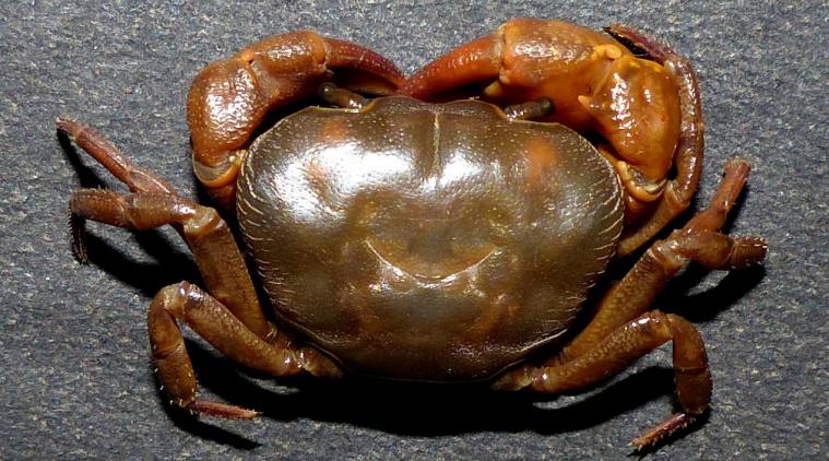 malhar orgo crab