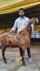 malhar orgo farm (12)