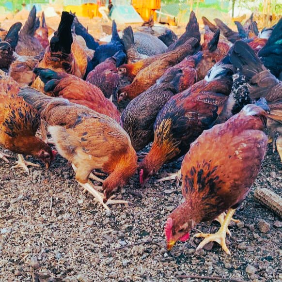 malhar orgo farm (14)