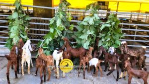 malhar orgo farm (18)