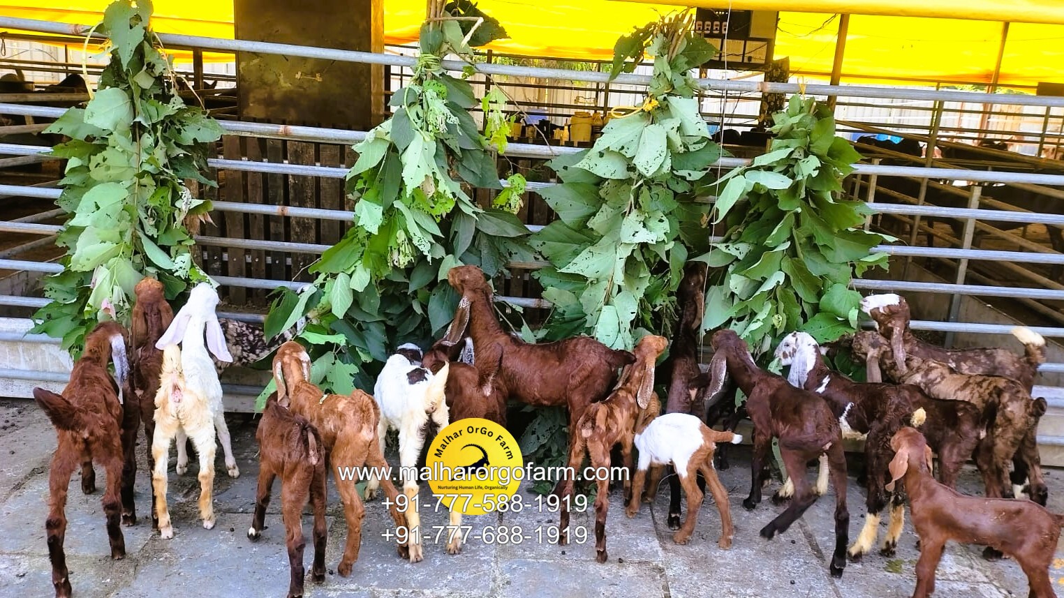 malhar orgo farm (18)