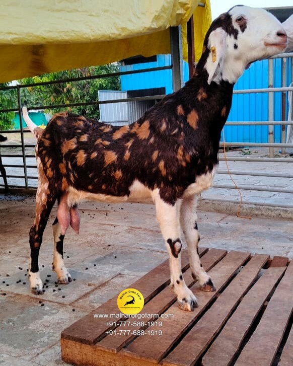 malhar orgo farm (24)