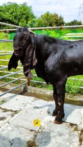 malhar orgo farm (27)