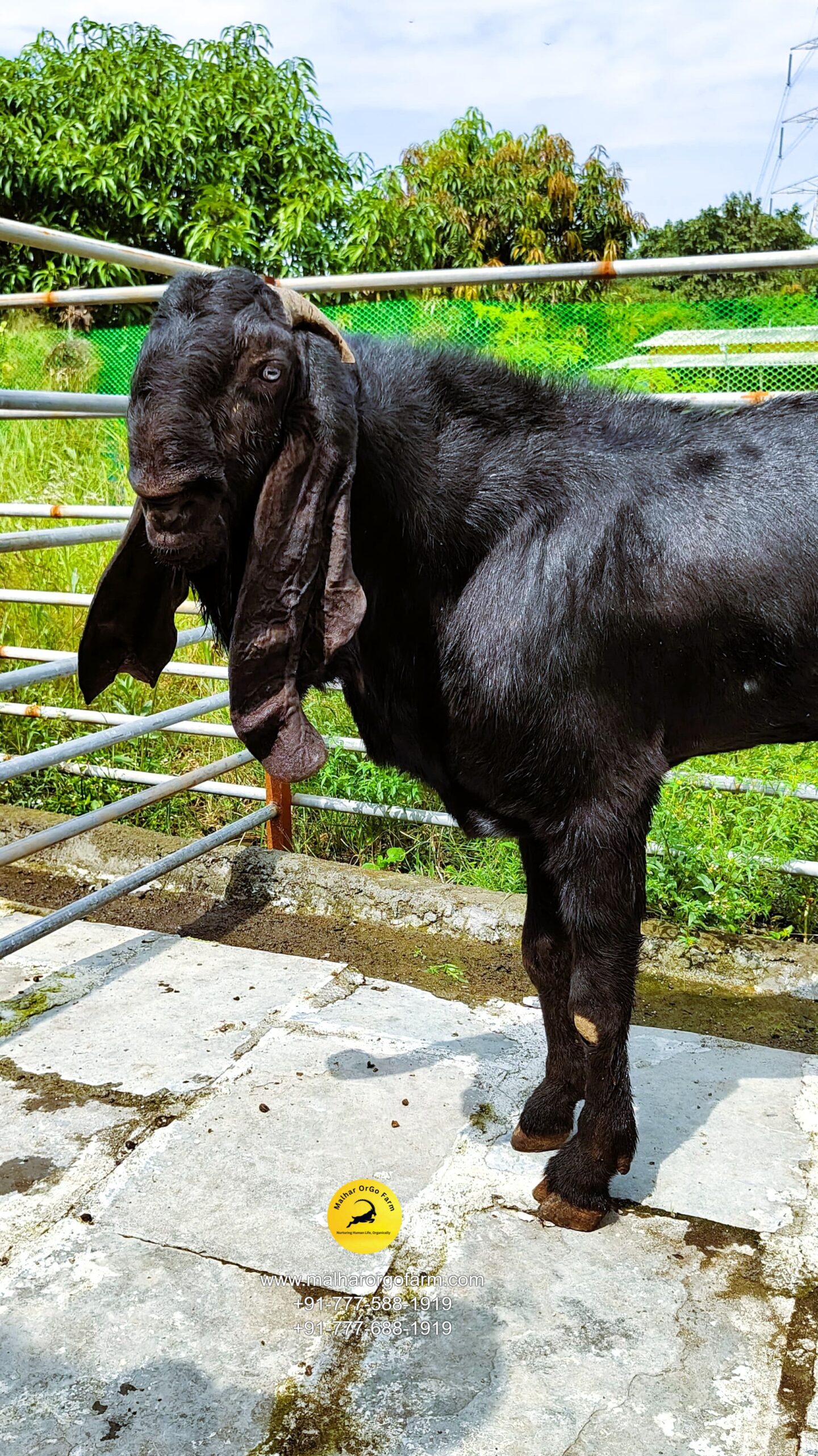 malhar orgo farm (27)