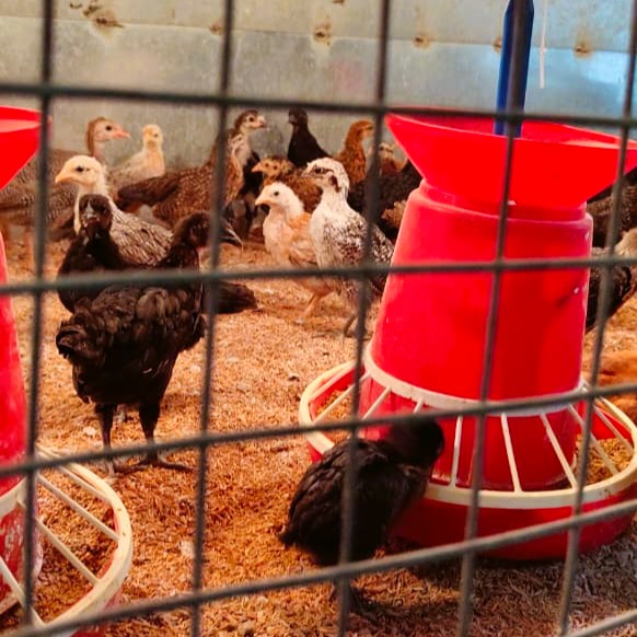 malhar orgo farm (5)