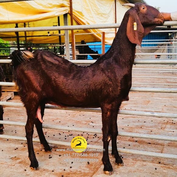 malhar orgo farm (8)