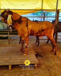 malhar orgo farm (9)