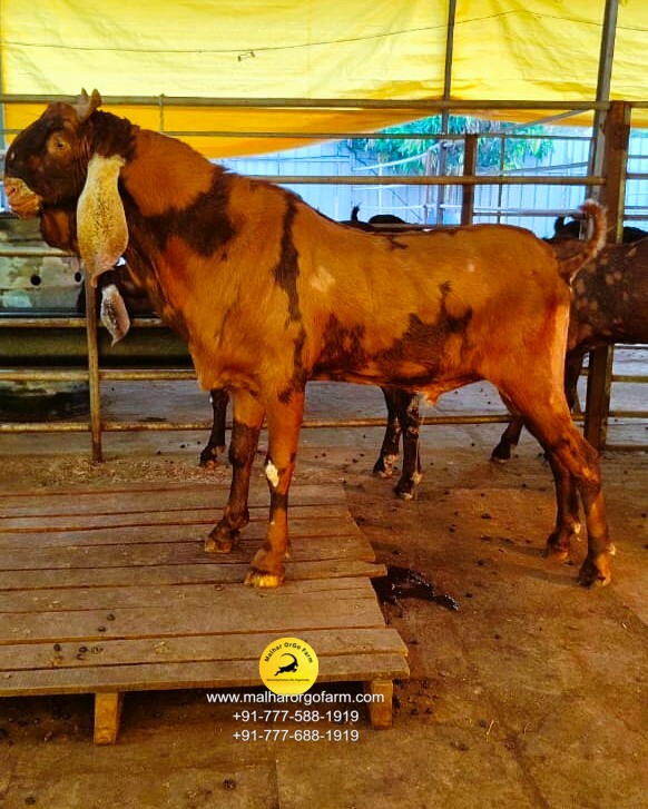 malhar orgo farm (9)